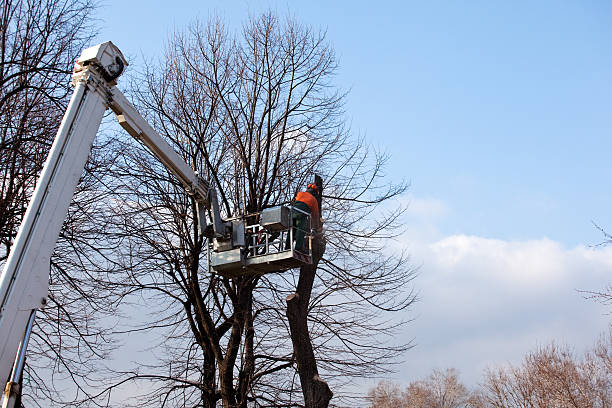 How Our Tree Care Process Works  in  Big Lake, TX