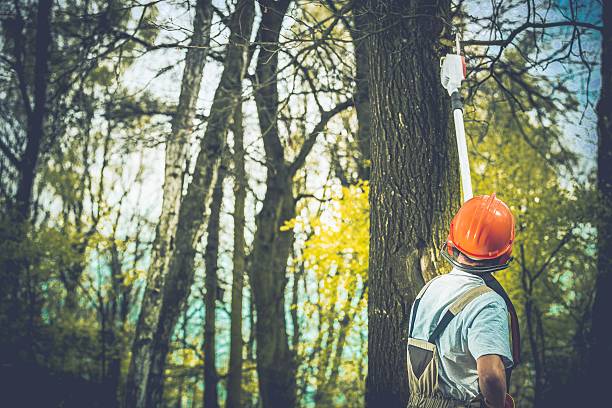 Tree and Shrub Care in Big Lake, TX